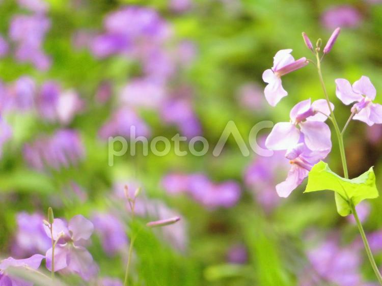 ムラサキハナナ（オオアラセイトウ） 花,草,背景の写真素材