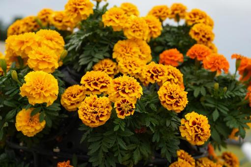 マリーゴールド(イエロー) マリーゴールド(イエロー) マリーゴールド,イエロー,黄色の写真素材