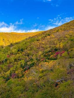 柏原新道の紅葉 柏原新道の紅葉の写真