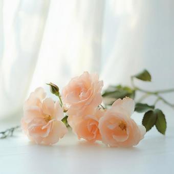 薔薇の花束 薔薇の花束の写真