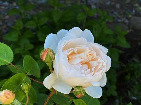 イングリッシュローズ イングリッシュローズ バラ,イングリッシュローズ,白い花の写真素材