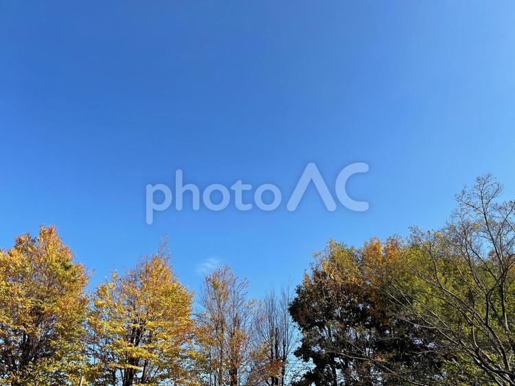 秋の空　紅葉　木々 秋空,秋の空,青空の写真素材