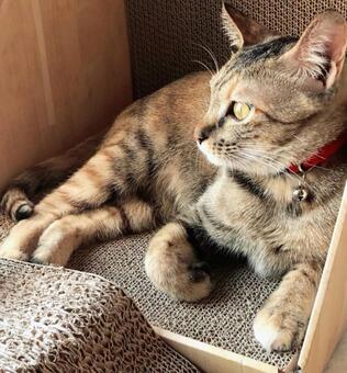 箱の中でくつろぐ猫 猫,ペット,リラックスの写真素材