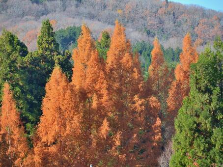 紅葉したメタセコイア1 メタセコイア,紅葉,並木の写真素材