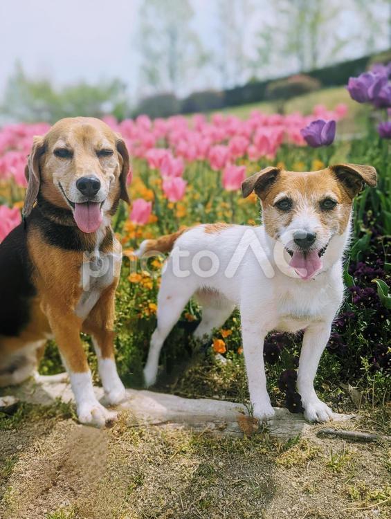 チューリップ見に来たよ！ 犬,ビーグル,ジャックラッセルテリアの写真素材
