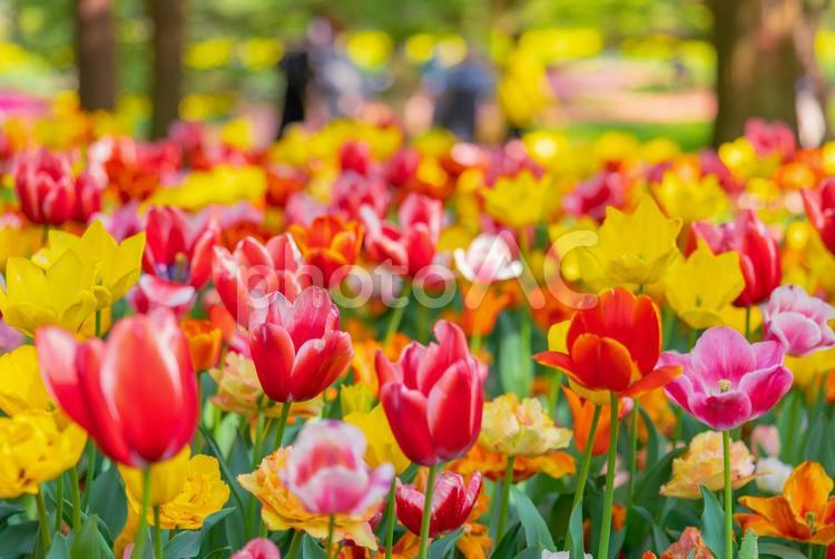 春の昭和記念公園に咲く満開のチューリップ 東京,立川,昭和記念公園の写真素材