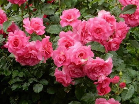 【薔薇の写真】バラの花 【薔薇の写真】バラの花の写真