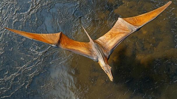 飛行するディモルフォドン6 飛行するディモルフォドン6の写真