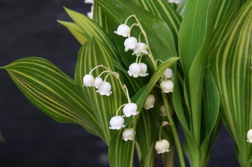スズラン・鈴蘭のマクロ写真 自然風景,美しい,愛されるの写真素材
