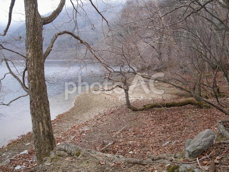 枯葉積もる晩秋の中禅寺湖畔・１２月 枯葉,晩秋,幻想的の写真素材