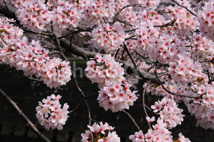 満開のサクラ18(横浜市内にて) 桜,ソメイヨシノ,満開の写真素材