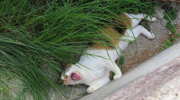 寝る気満々で転がるあざと可愛い三毛猫 三毛猫,猫,あくびの写真素材
