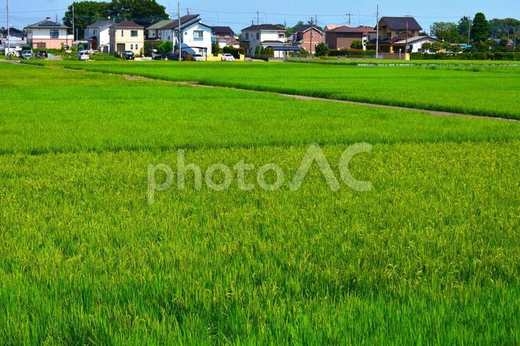 田園風景 田園風景,緑豊かな田んぼ,稲の写真素材