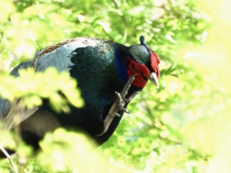 毛繕いをするキジの写真