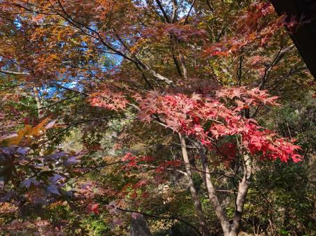 もみじ もみじの写真