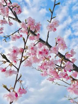 青空と河津桜 河津桜,桜,青空の写真素材