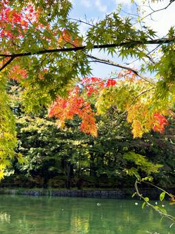 初秋の軽井沢｜枝越しにのぞく雲場池 紅葉,秋,雲場池の写真素材