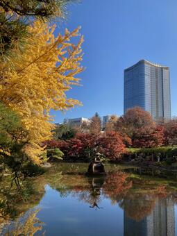 日比谷公園の紅葉と青い空　千代田区 日比谷公園,千代田区,秋の写真素材