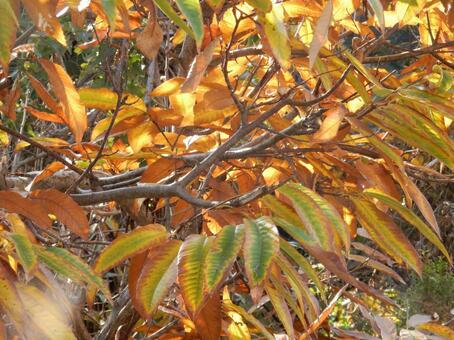 【紅葉写真】栗の葉の紅葉 栗,クリ,葉の写真素材