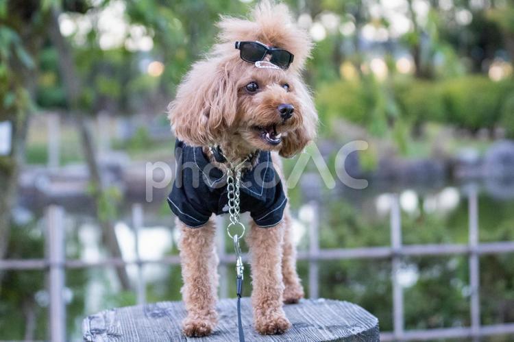 夏の公園で遊ぶトイプードル トイプードル,トイプー,夏の写真素材