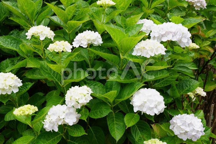 アジサイの群生 あじさい,紫陽花,アジサイの写真素材