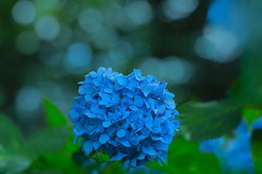 花模様₋アジサイ‐明るいイメージ 花模様₋アジサイ‐明るいイメージの写真