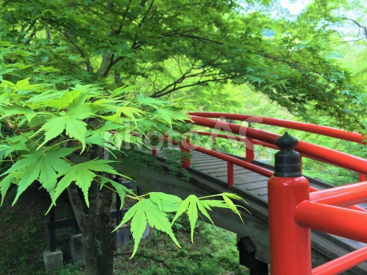 新緑のもみじと赤い橋 もみじ,新緑,紅葉の写真素材