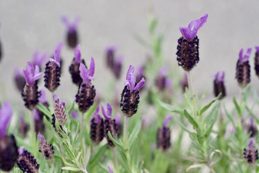 ラベンダー フレンチラベンダー,ストエカスラベンダー,春の写真素材