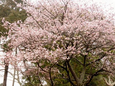 2月、郊外の敷地で開花した紅梅 梅,梅の花,梅の木の写真素材