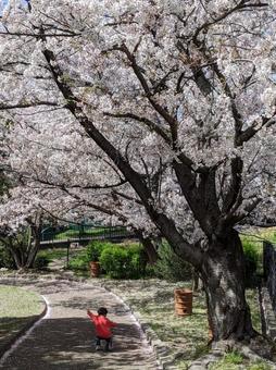桜 桜の写真