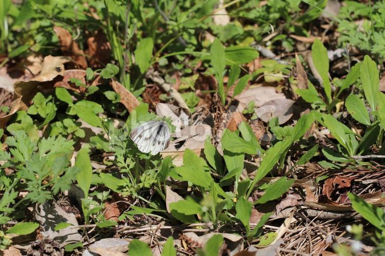 地面に繁る草の中にいるスジグロシロチョウ 雑草,道端,野草の写真素材