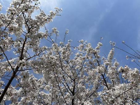 空と桜 空と桜の写真