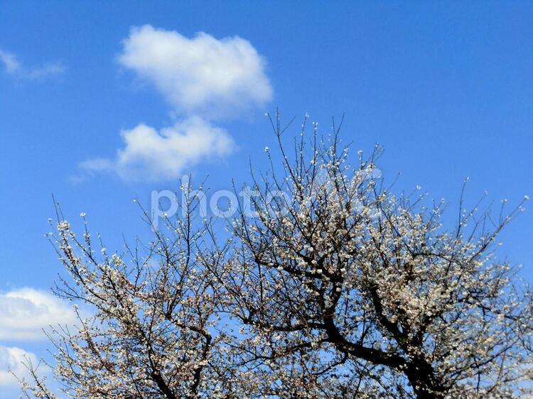 桜の木 背景,桜,青空の写真素材