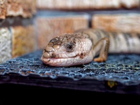 モモジタトカゲのアップ モモジタトカゲのアップの写真