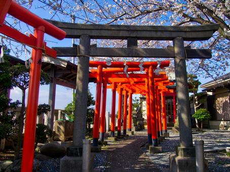 港稲荷神社にて1 港稲荷神社にて1 神奈川県,平塚市,3月の写真素材