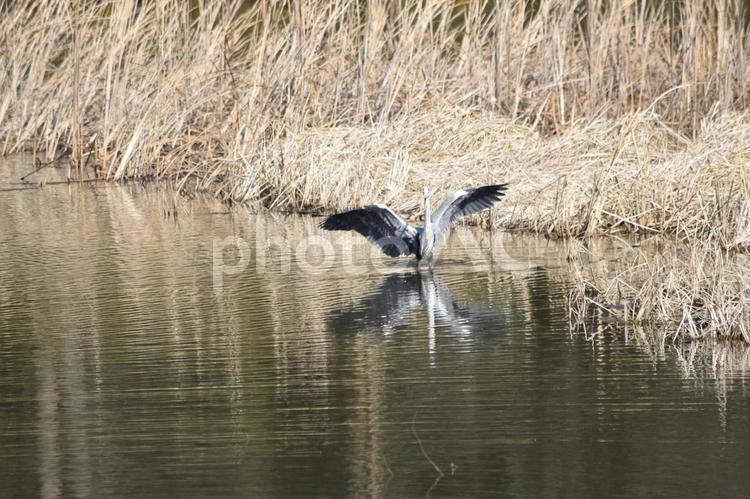 アオサギ　背景素材　着水 野鳥,サギ,鳥の写真素材