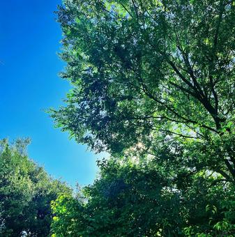 木々と空 木々と空の写真
