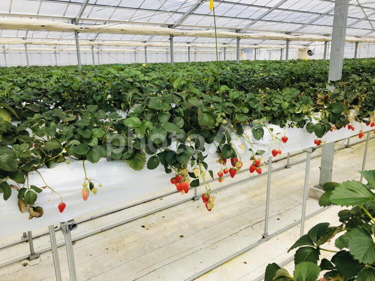 いちご狩り 1 温室,植物,庭園の写真素材