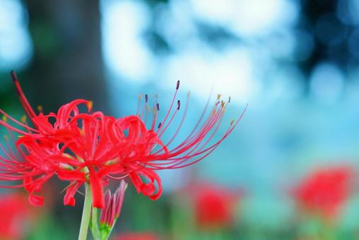 彼岸花 彼岸花 彼岸花,花,植物の写真素材