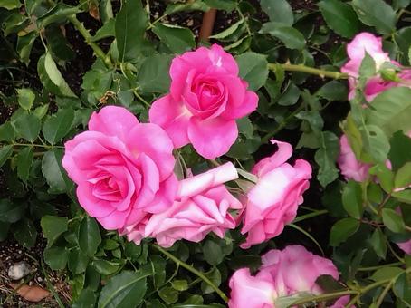 花・うらら 中之島公園,中之島バラ園,バラ園の写真素材