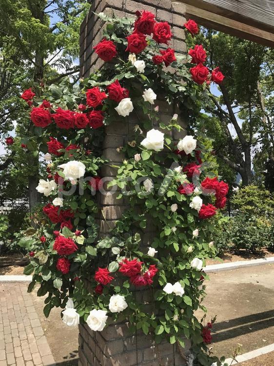 薔薇 バラ,赤,荒牧パラ園の写真素材