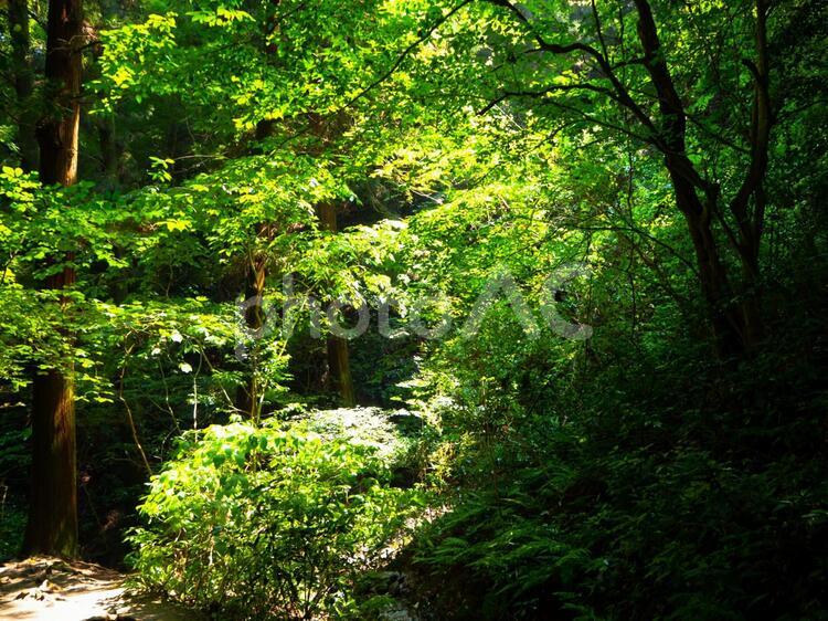 高尾山6号路の木漏れ日 高尾山,6号路,木漏れ日の写真素材