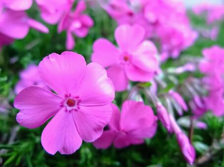 ピンクの芝桜の花 シバザクラ,ピンク,花の写真素材