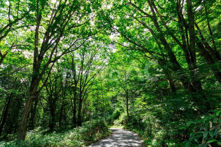山の中の緑の林道 林道,山道,ハイキングの写真素材