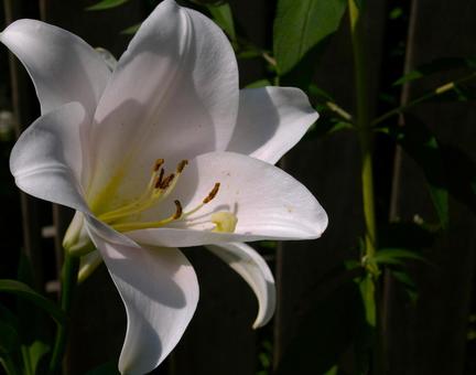 ユリ　綾瀬3 ユリ,白,花の写真素材