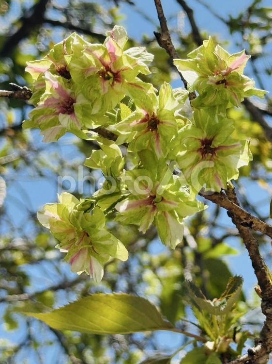 御衣黄桜 御衣黄桜,緑の桜,桜の写真素材