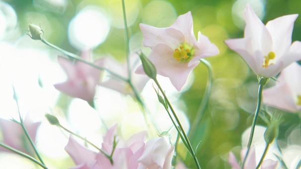 秋の花-305 秋の花-305の写真