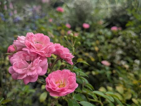 薔薇 薔薇の写真