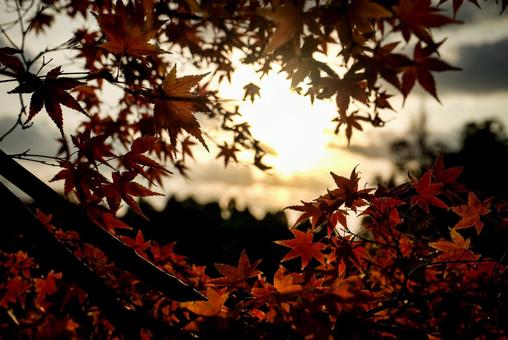 <素材>秋の紅葉したイロハモミジの葉 <素材>秋の紅葉したイロハモミジの葉 紅葉,モミジ,サンセットの写真素材