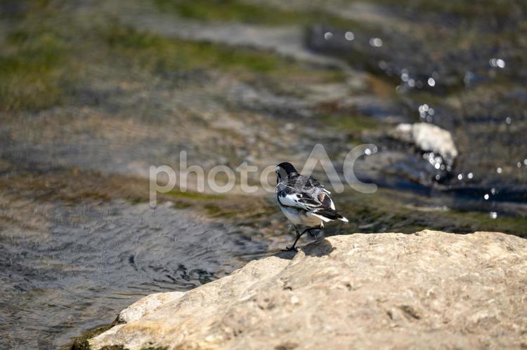 水辺のハクセキレイ ハクセキレイ,水辺,早淵川の写真素材